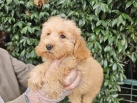 IRK VE SAĞLIK GARANTİ POODLE YAVRULARIMUZ
