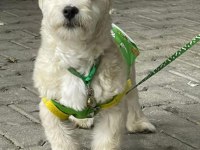 Evde bakılmış sevimli yavru maltipoo