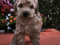 MALTİPOO KÖPEKLER