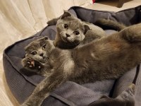 4 aylık erkek scottish fold