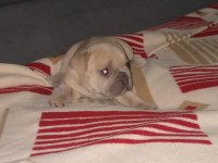 Egzotic Fransız bulldog