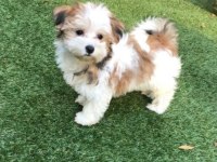Morkie Adrese Teslim Kapıda Ödeme Yapabilirsiniz