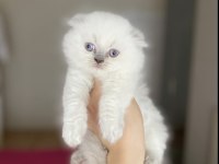 SCOTTISH FOLD LONGHAIR YAVRULARIM 