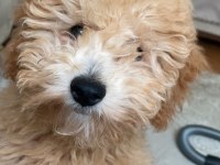 Güzel Toy Poodle kızımız yeni yuvasını arıyor