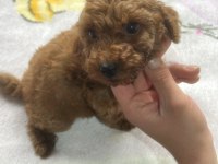 2 aylık poodle köpeği