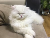 pamuk gibi scottish fold