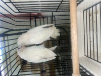 Albino lutino yavru alınmış çiftler 3 takım papağanımız