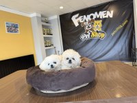 wv eğitimli maltipo yavrular maltese toy poodle ankara da