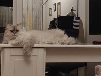 British Longhair Kedim Karameli Sahiplendirmek İstiyorum