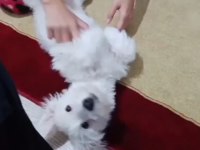 Maltese oğlumuza yuva arıyoruz