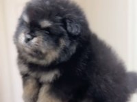AYI SURAT POMERANİAN BOO SON ERKEK YAVRUMUZ