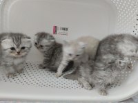 Harika scottish fold yavrular