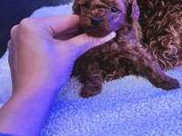 Ankaranın en elit tea cup kore poodle yavruları