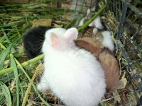 Netherland dwarf cüce tavşanlarımız mevcuttur