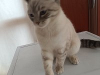 Acil ücretsiz kedimiz