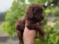 Toy poodle yavrular