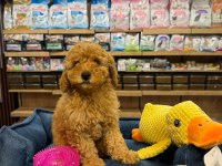 Orj. Babyface Poodle Bebeklerimiz