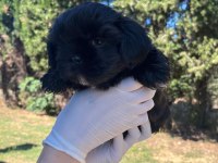 Shih tzu Yavru Köpeğimiz