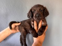 Labrador bebeklerimiz için acele edin