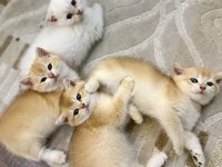 Kediler 4 tane chinchilla kedisi