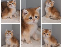 KEDİLER BEREKETTİR