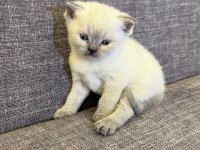 British shorthair blue point