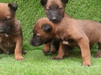 İyisini Büyütmek İsteyenlere Malinois Yavrularmız