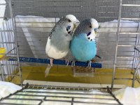 Dişi be erkek yetişkin muhabbet kuşu