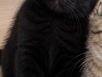 British shothair silver tabby cocolate