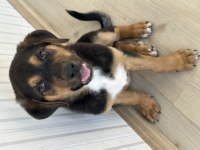 Yavru Rottweiler