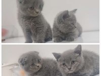 A kalite scottish fold yavrular