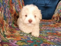 Maltipoo dişi ve erkek yavrularımız