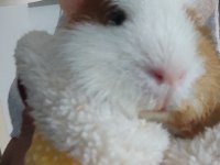1 yaşında dişi ginepig