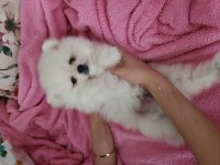 Pomeranian Boo