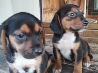 BEAGLE YAVRULARI ÜCRETSİZ DEĞİLDİR