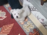 Erkek Maltese Terrier