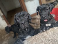 Şecereli blender cane corso 3,5 aylık yavrular