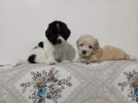 MALTESE TERRİER YAVRU 55 GÜNLÜK