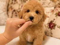 Kıvır Kıvır Maltipoo Bebeğimiz