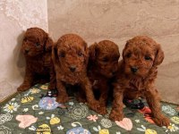 Toy Poodle Sevimli Yavrular