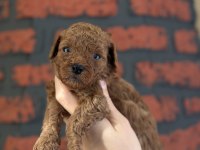 Poodle bebeklerim yeni ailelerimi arıyor