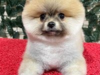 Pomeranian boo 2 aylık