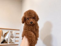 Ev Ortamında Büyüten Teacup Poodle Yavrular