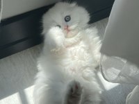 Show kalite british longhair yavrular
