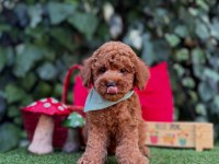 Toy Poodle Yavrularımız Ömürlük Aileleri Bekliyor