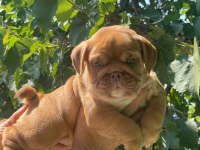 SİTENİN EN ŞİRİN İNGİLİZ BULLDOG YAVRULARI