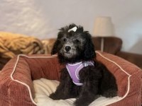 Silver toy poodle bebeklerim