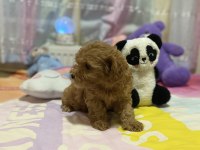 ORJİNAL F1 MALTIPOO 3.NESİL SHOW KALİTE