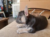 3 yaşında eğitimli blue tan quad french bulldog
