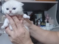 Tatlı british shorthair bebekler sahiplerini bekliyor